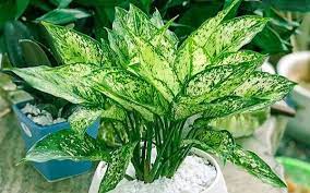 menh-thuy-hop-cay-gi