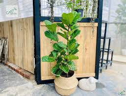 menh-thuy-hop-cay-gi