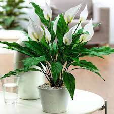 menh-thuy-hop-cay-gi