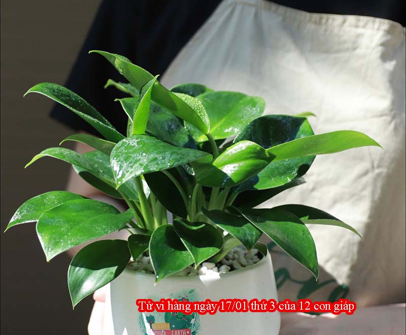 tu-vi-hang-ngay-1701-thu-3-cua-12-con-giap-1 Tử vi ngày 17/1/2023 thứ 3 của 12 con giáp