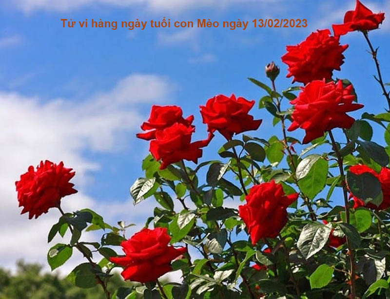 tu-vi-ngay-13-02-2023-cua-12-con-giap-5 Tử vi ngày 13/02/2023 tuổi Mãᦞ